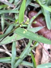 Dichanthelium patulum