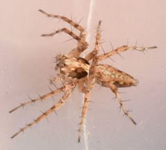 Oxyopes acleistus