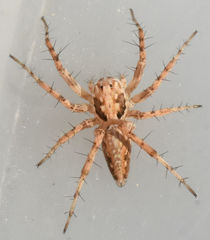 Oxyopes acleistus