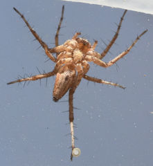 Oxyopes acleistus