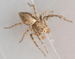 Oxyopes acleistus
