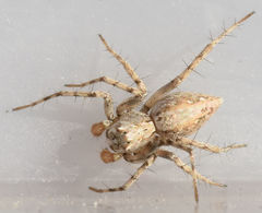 Oxyopes acleistus