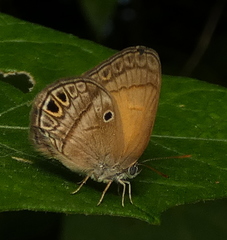 Arawacus euptychia