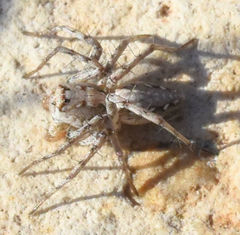 Oxyopes acleistus