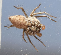 Oxyopes acleistus