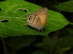 Arawacus euptychia