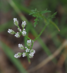 Torilis leptophylla