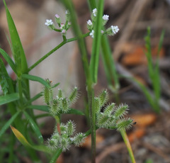 Torilis leptophylla