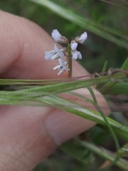 Vicia hirsuta