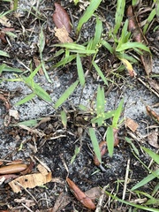 Dichanthelium patulum