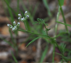 Torilis leptophylla