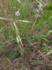 Vicia hirsuta