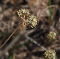 Valerianella coronata