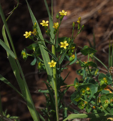 Linum corymbulosum