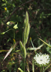 Bromus lanceolatus