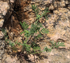 Biserrula epiglottis