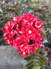 Crassula coccinea