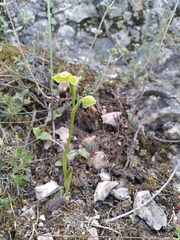 Ophrys lutea