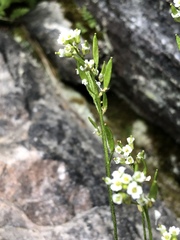 Draba arabisans