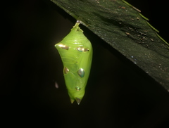 Tanaecia whiteheadi