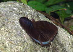 Tanaecia whiteheadi