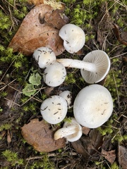 Hygrophorus cossus