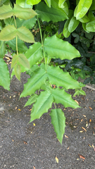 Berberidinae