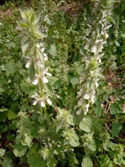 Stachys ocymastrum