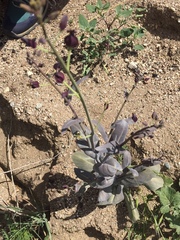 Caulanthus amplexicaulis