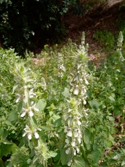Stachys ocymastrum