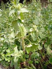 Stachys ocymastrum
