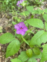 Phlox amoena