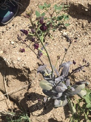 Caulanthus amplexicaulis