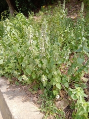 Stachys ocymastrum