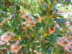 Baccharis heterophylla