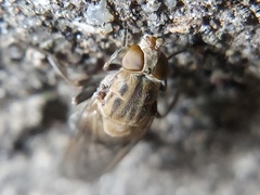 Brachyopa vacua