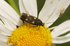 Parascythris muelleri