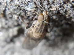 Brachyopa vacua