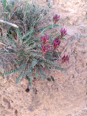 Astragalus incanus