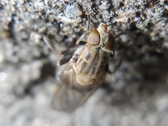 Brachyopa vacua