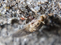 Brachyopa vacua