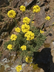 Alyssoides utriculata