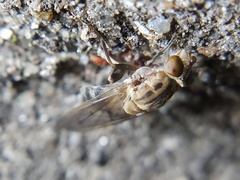 Brachyopa vacua