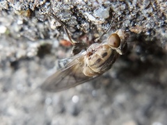 Brachyopa vacua
