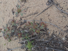 Chorizanthe douglasii