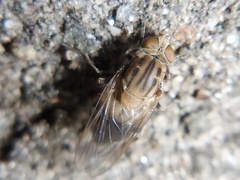 Brachyopa vacua