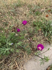 Callirhoe involucrata
