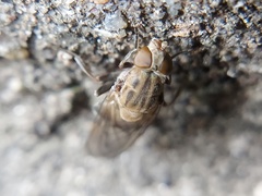 Brachyopa vacua
