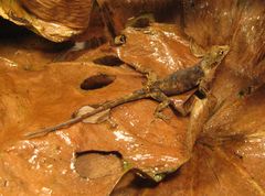 Anolis trachyderma