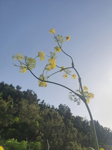 Ferula communis image